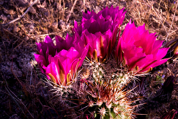 Arizona 2012 - Superstitions, Barkley Basin
