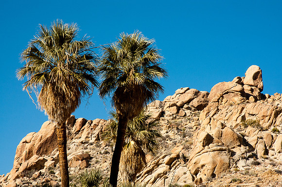Joshua Tree National Park