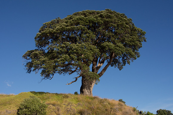 New Zealand 2013