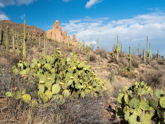 Arizona 2018
