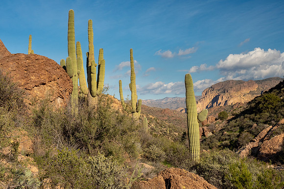 Arizona 2019