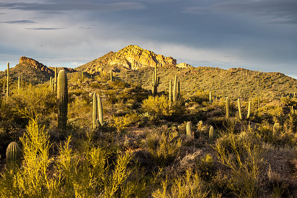 Arizona 2020