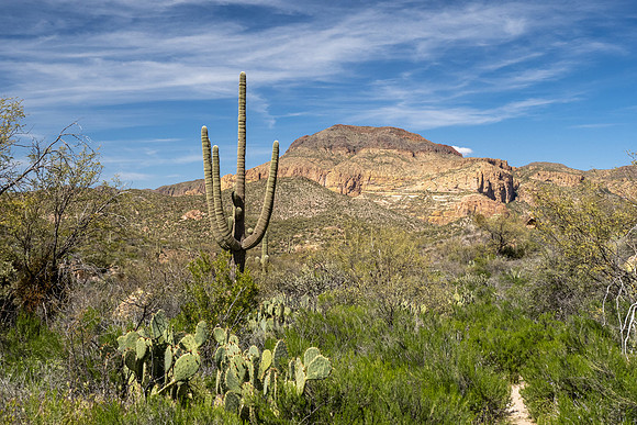 Arizona 2020