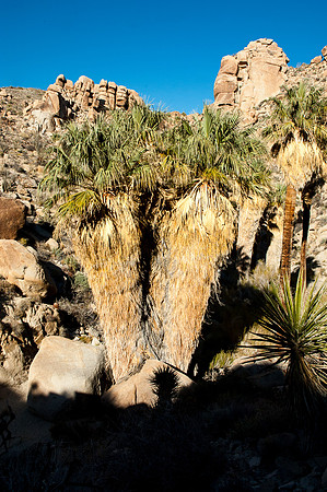 Joshua Tree National Park