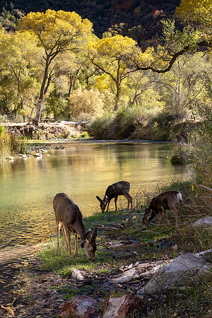 Zion National Park 2024