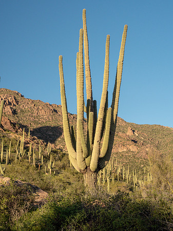 Arizona 2019
