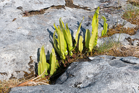 Ireland 2014 - Burren