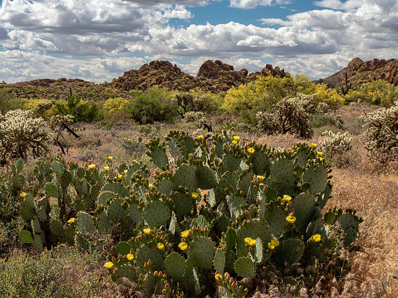 Arizona 2019