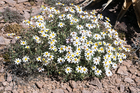 Arizona 2015 - Superstitions Ridge Hike (Mar)