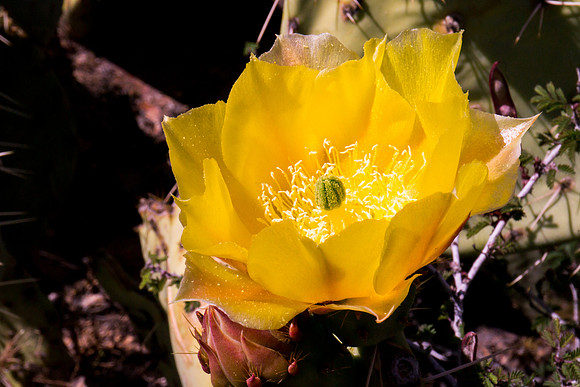 Arizona 2012 - Superstitions, Barkley Basin
