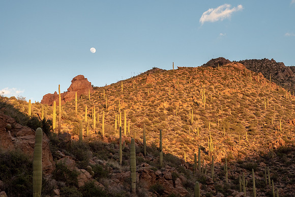 Arizona 2019