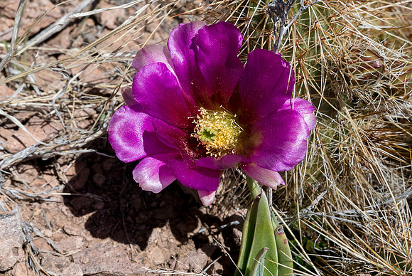 Arizona 2015 - Superstitions Ridge Hike (Mar)
