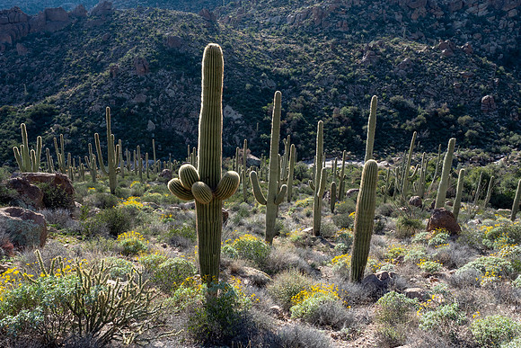 Arizona 2019