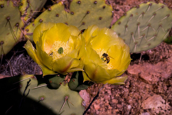 Arizona 2012 - Superstitions, Barkley Basin
