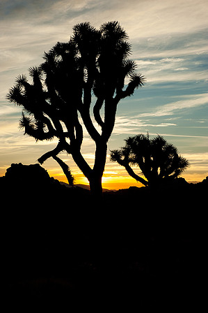 Joshua Tree National Park
