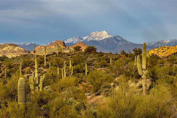 Arizona 2020