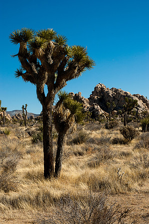 Joshua Tree National Park