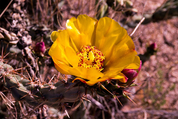 Arizona 2012 - Superstitions, Barkley Basin