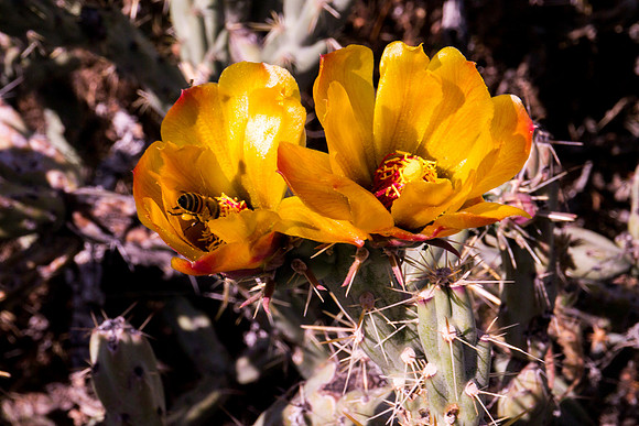 Arizona 2012 - Superstitions, Barkley Basin