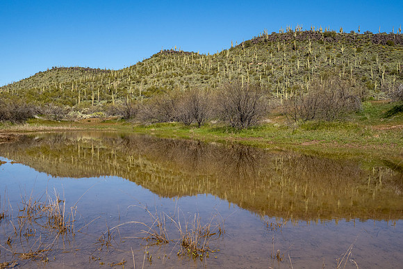 Arizona 2020
