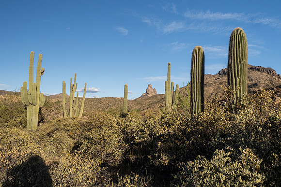 Arizona 2021