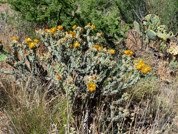 Arizona 2019