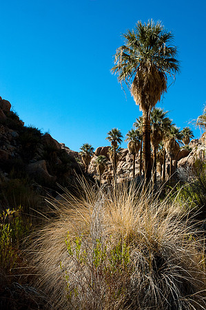 Joshua Tree National Park