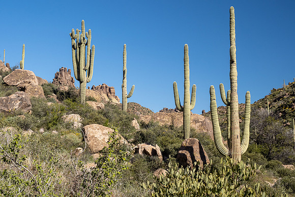 Arizona 2020
