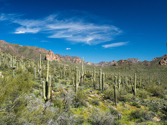 Arizona 2019