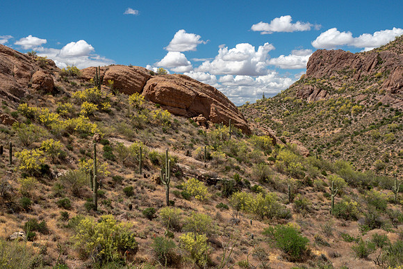 Arizona 2019