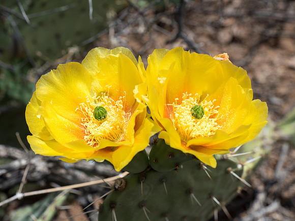 Arizona 2018