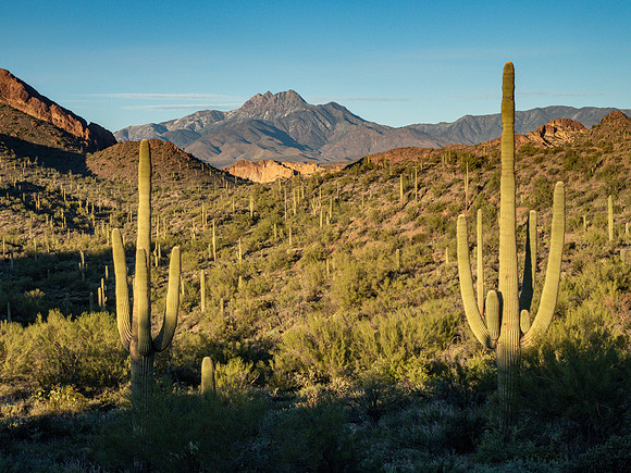 Arizona 2019