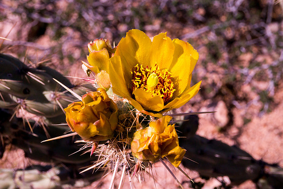 Arizona 2012 - Superstitions, Barkley Basin