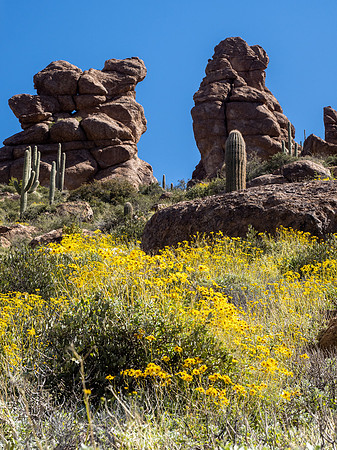 Arizona 2020