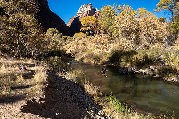 Zion National Park 2024