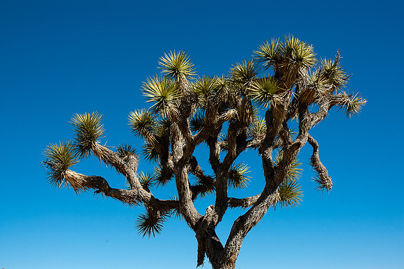 Joshua Tree National Park