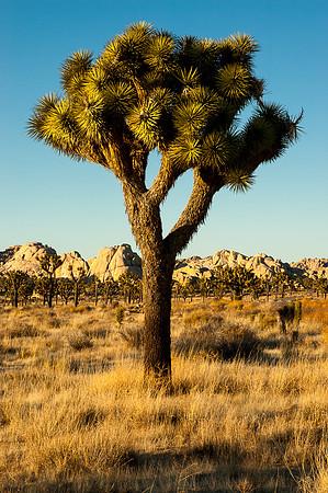 Joshua Tree National Park