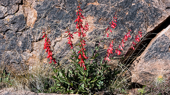 Arizona 2015 - Superstitions Ridge Hike (Mar)