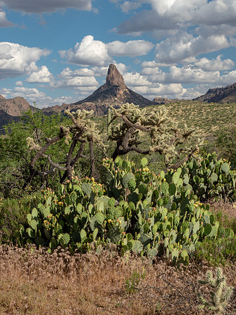 Arizona 2019