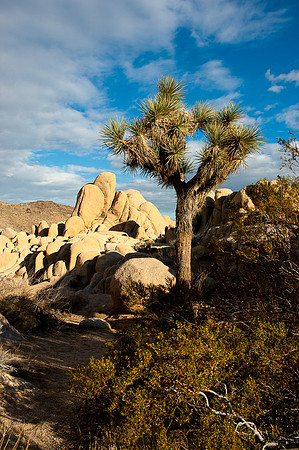 Joshua Tree National Park