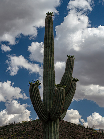 Arizona 2019