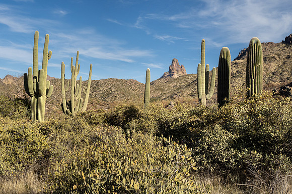 Arizona 2021