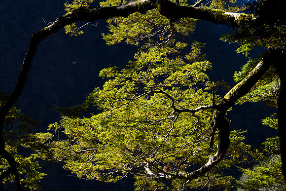 New Zealand 2013