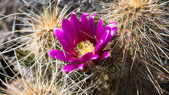 Arizona 2015 - Superstitions Ridge Hike (Mar)