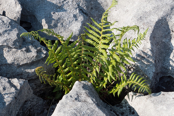 Ireland 2014 - Burren