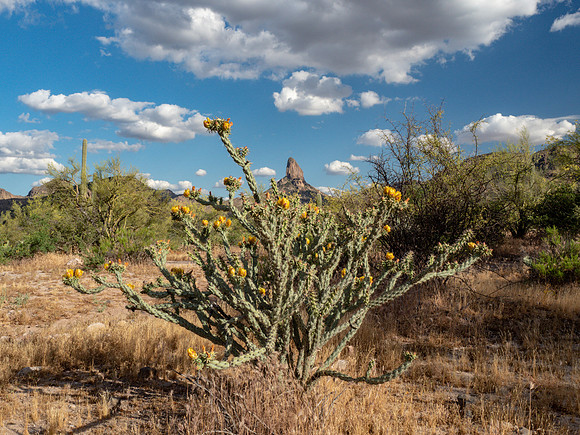 Arizona 2019