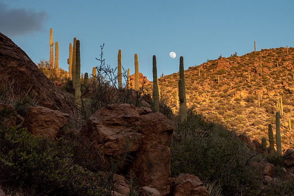 Arizona 2019