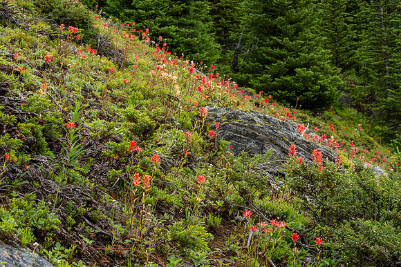 Banff National Park 2025