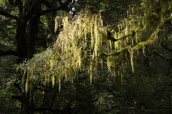 New Zealand 2013