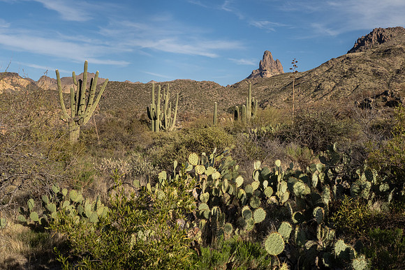 Arizona 2021
